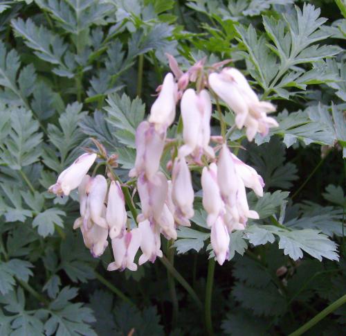 Photo of Dicentra formosa 'Langtrees'