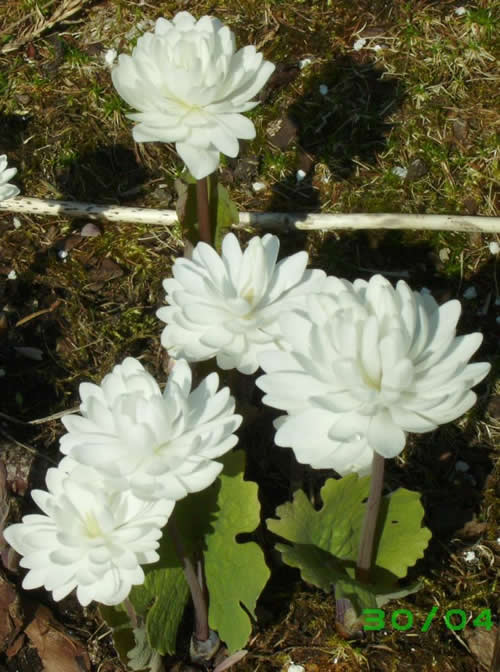 Photo of Sanguinaria canadensis f. multiplex 'Plena'