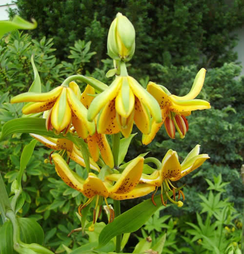 Photo of Lilium hansonii (Hanson's lily)