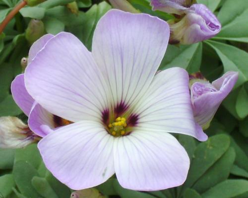 Photo of Oxalis adenophylla (Silver Shamrock, Pink Buttercups)