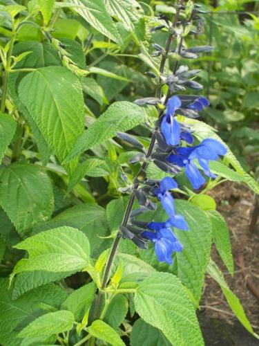 Photo of Salvia guaranitica (Black and Blue Salvia)