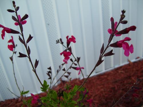 Photo of Salvia greggii 'Red' (Red Autumn Sage, Cherry Sage, Furman's Red)