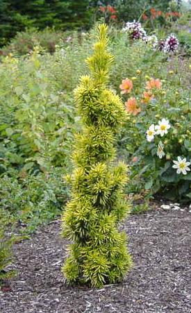 Photo of Taxus baccata 'Fastigiata Aurea' (Irish Yew, Golden Irish Yew)