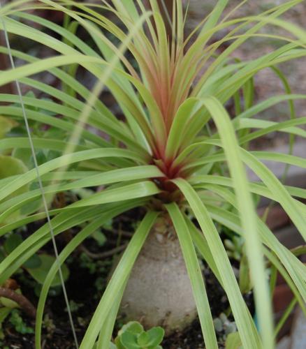 Photo of Beaucarnea recurvata (Ponytail Palm)