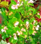 Photo of Begonia grandis