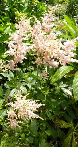 Photo of Astilbe chinensis (Chinese Astilbe)