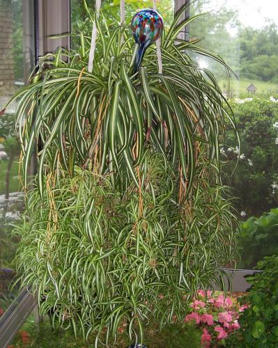 Photo of Chlorophytum comosum (Spider Plant)