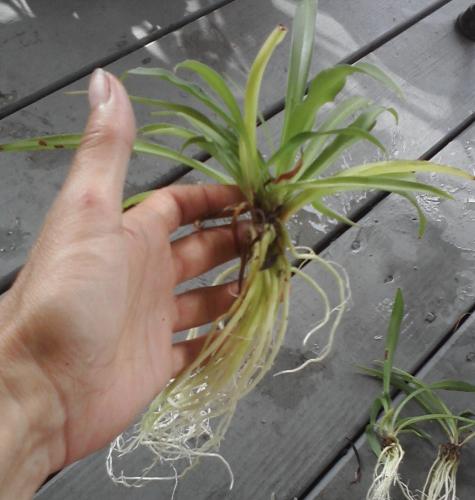 Photo of Chlorophytum comosum (Spider Plant)