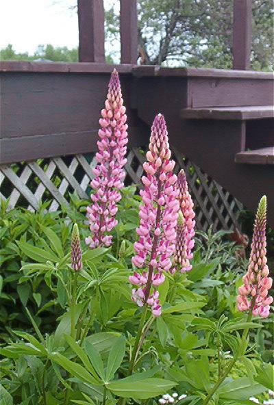 Photo of Lupinus polyphyllus 'Russell'