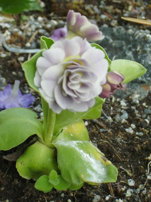 Photo of Primula auricula 'Susannah'