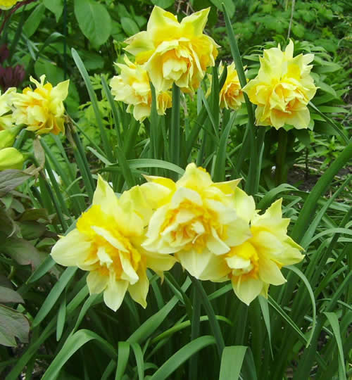 Photo of Narcissus 'Texas'