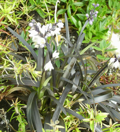 Photo of Ophiopogon planiscapus 'Nigrescens' (Lilyturf)