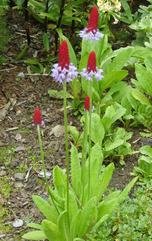 Photo of Primula vialii (Poker Primrose, Orchid Primrose)