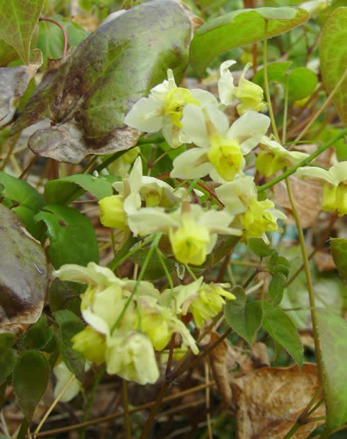 Photo of Epimedium x versicolor 'Sulphureum' (Barrenwort, Bishop's Hat)