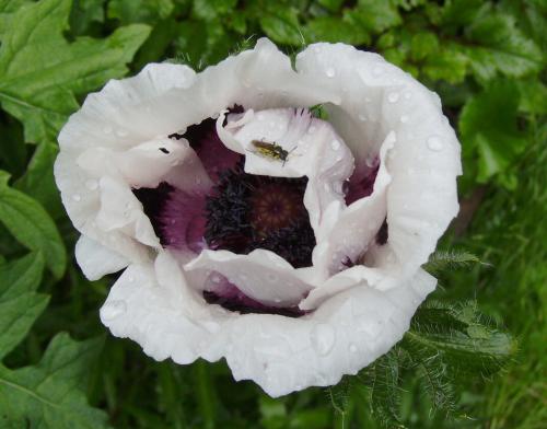 Photo of Papaver orientale 'Perry's White'