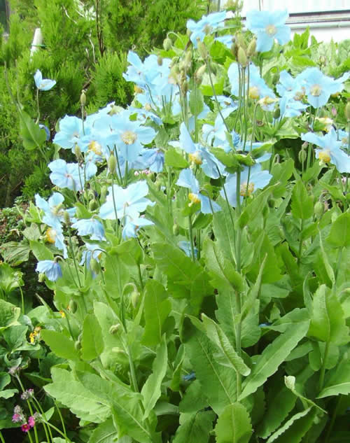 Photo of Meconopsis betonicifolia (Himalayan Blue Poppy)