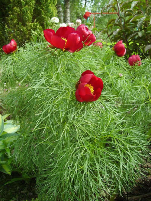 Photo of Paeonia tenuifolia