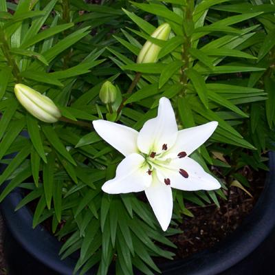 Photo of Lilium asiaticum (Asiatic Lily)