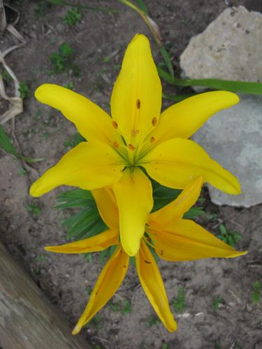 Photo of Lilium asiaticum (Asiatic Lily)
