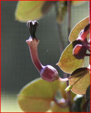 Photo of Ceropegia woodii (String of Hearts, Rosary Vine)