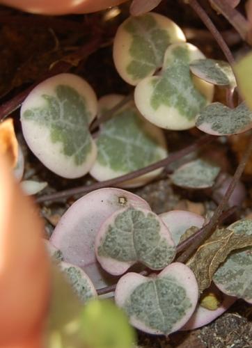 Photo of Ceropegia woodii (String of Hearts, Rosary Vine)