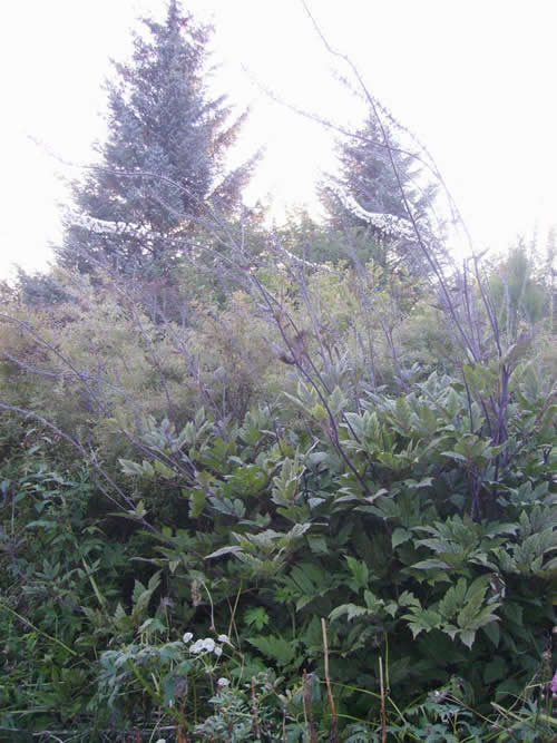 Photo of Cimicifuga racemosa 'Atropurpurea' (Black Snakeroot)