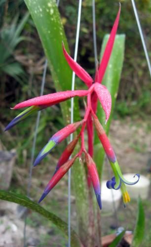 Photo of Bilbergia nutans 'Queen's Tears'