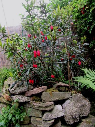 Photo of Crinodendron hookerianum (Chilean Lantern Tree)
