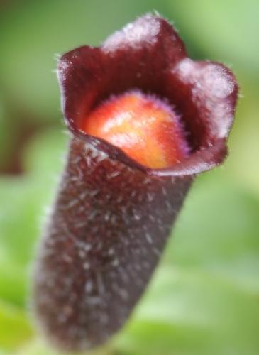 Photo of Aeschynanthus parvifolius (Lipstick Plant)