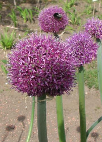 Photo of Allium aflatunense (Flowering Onion)