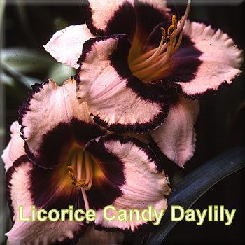 Photo of Hemerocallis 'Licorice Candy'