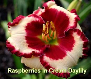 Photo of Hemerocallis 'Raspberries In Cream'