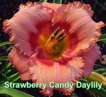 Photo of Hemerocallis 'Strawberry Candy'