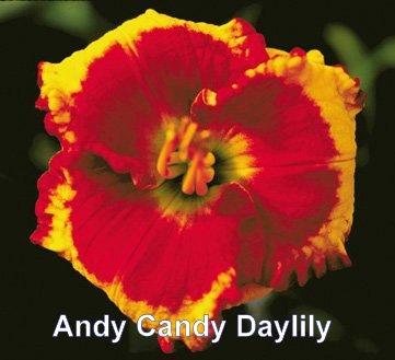 Photo of Hemerocallis 'Andy Candy'