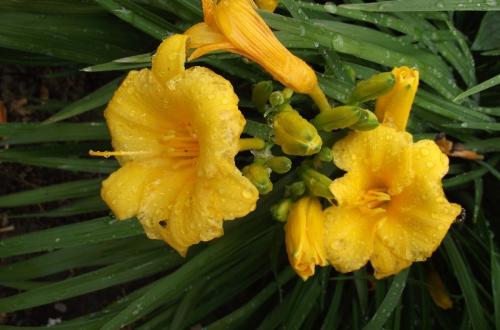 Photo of Hemerocallis 'Stella de Oro' (Daylily)
