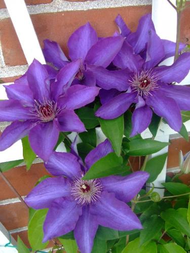 Photo of Clematis 'The President'