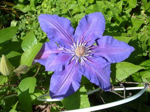 Photo of Clematis 'The President'