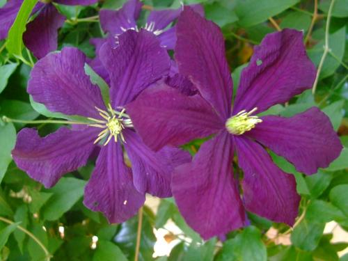Photo of Clematis 'Etoile Violette'