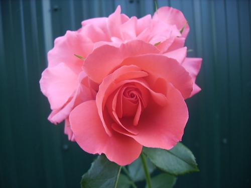 Photo of Rosa 'Marmalade Skies'