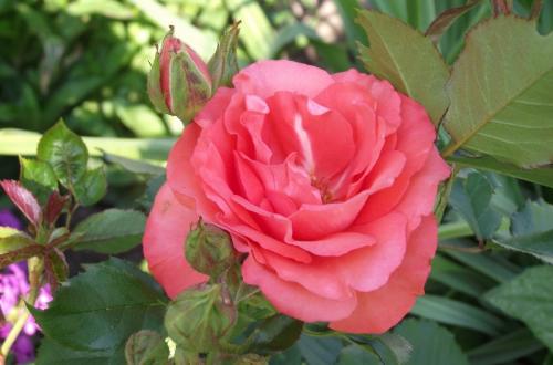 Photo of Rosa 'Marmalade Skies'