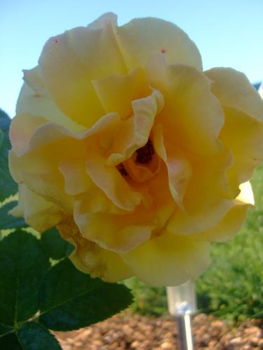 Photo of Rosa 'Midas Touch'