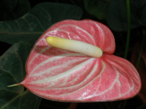 Photo of Anthurium andreanum (Flamingo Lily)