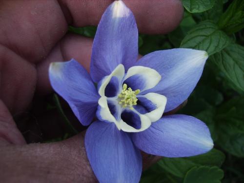Photo of Aquilegia flabellata 'Blue Angel' (Japanese Fan Columbine)