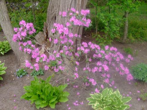Photo of Rhododendron 'PJM'