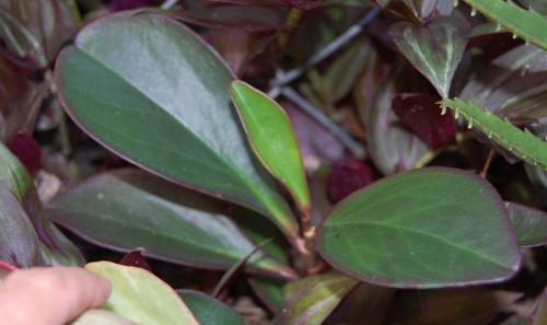 Photo of Peperomia clusiifolia (Red-Edge Peperomia)