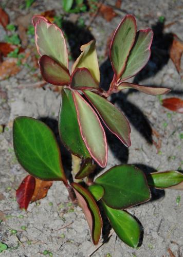 Photo of Peperomia clusiifolia (Red-Edge Peperomia)