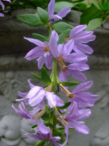 Photo of Scaevola aemula (Fan Flower)