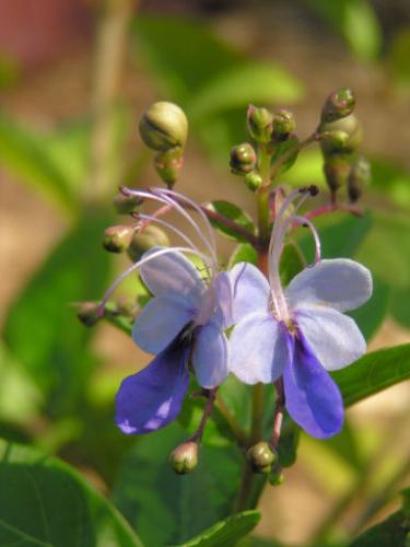 Photo of Clerodendrum ugandense (Butterfly Bush)