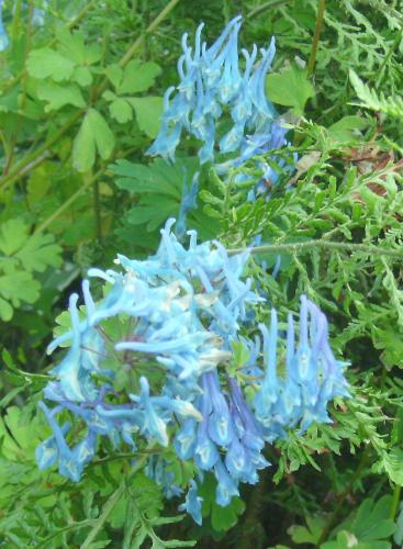 Photo of Corydalis elata (Blue Corydalis)