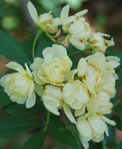 Photo of Rosa banksiae 'Lutea' (Lady Banks Yellow Rose, Yellow Lady Banks Rose)